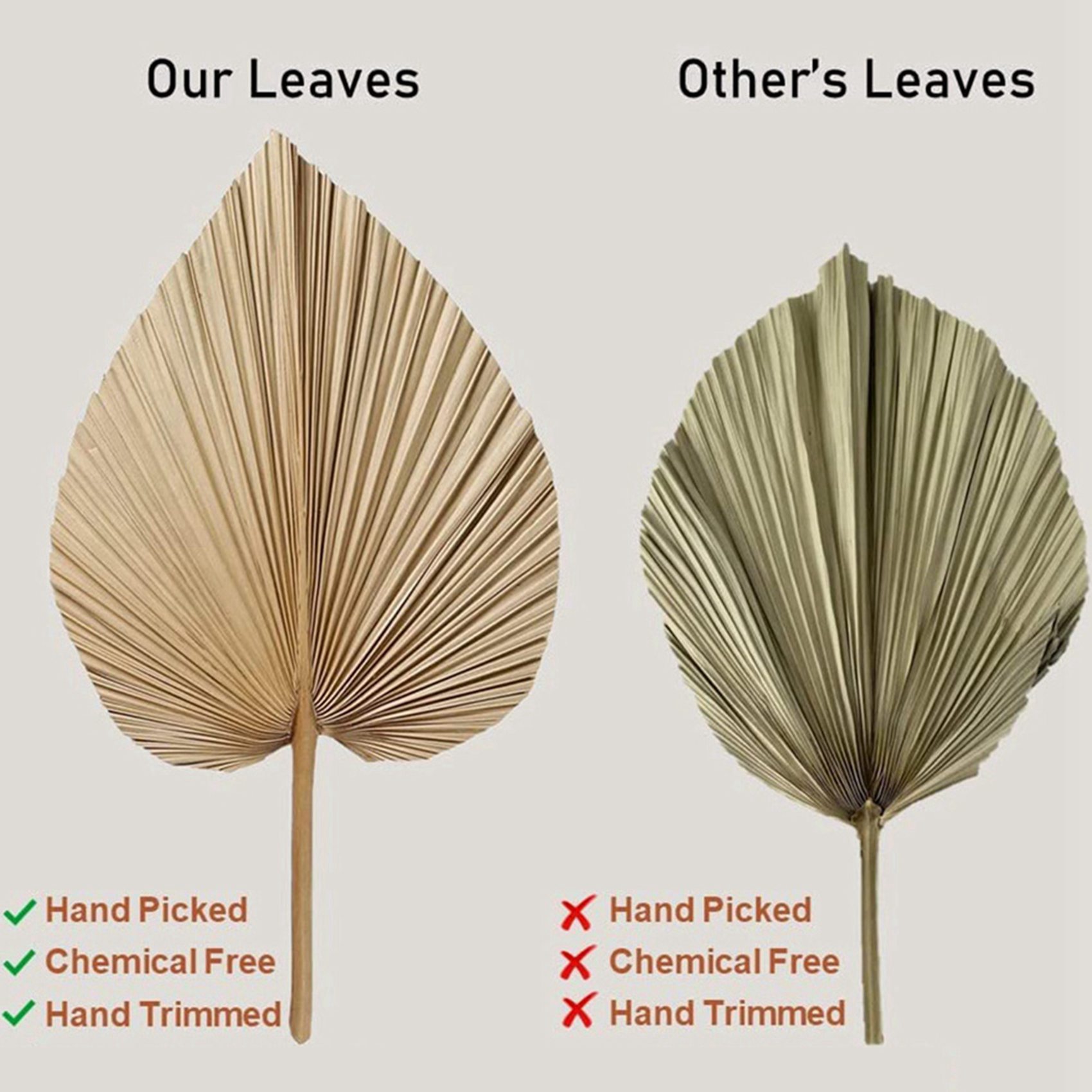 Palm Leaf Dried - 8 штук натуральных сушеных пальмовых листьев