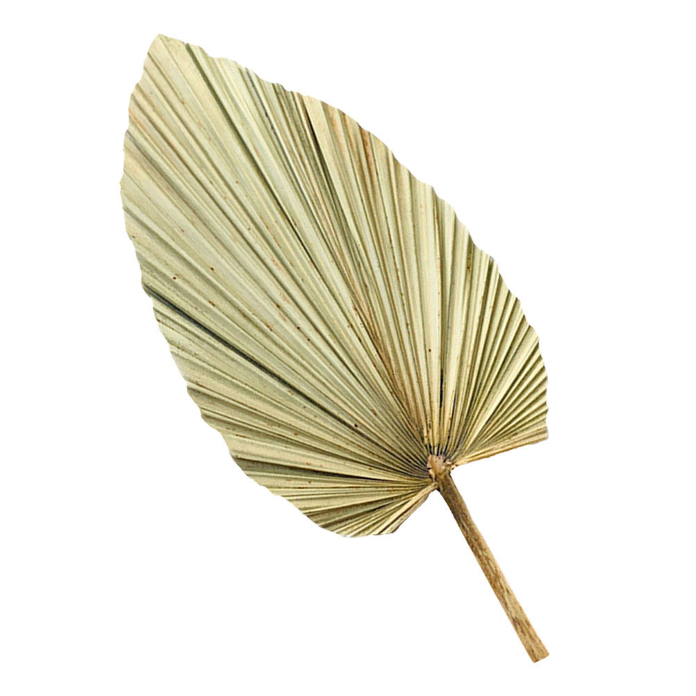 Palm Leaf Dried - 1 шт. Натуральный сушёный пальмовый лист,