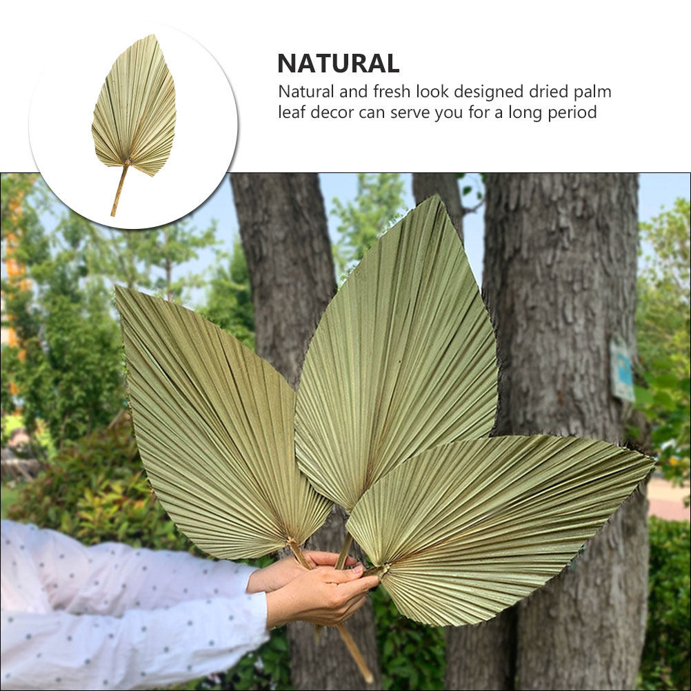 1 шт. Натуральный сушёный паль – обзор и цена Palm Leaf Dried
