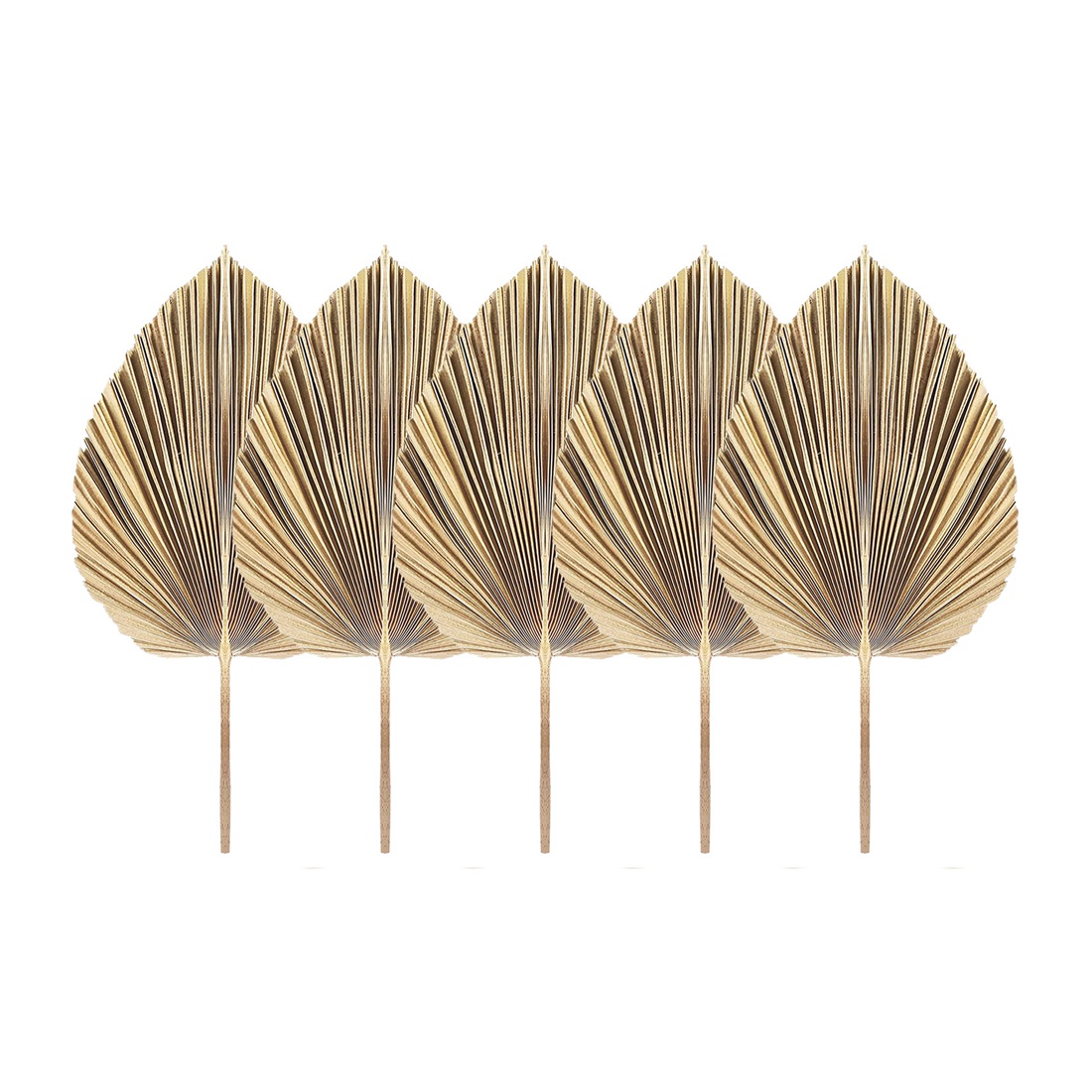5 шт., натуральные сушеные пал – обзор и цена Palm Leaf Dried