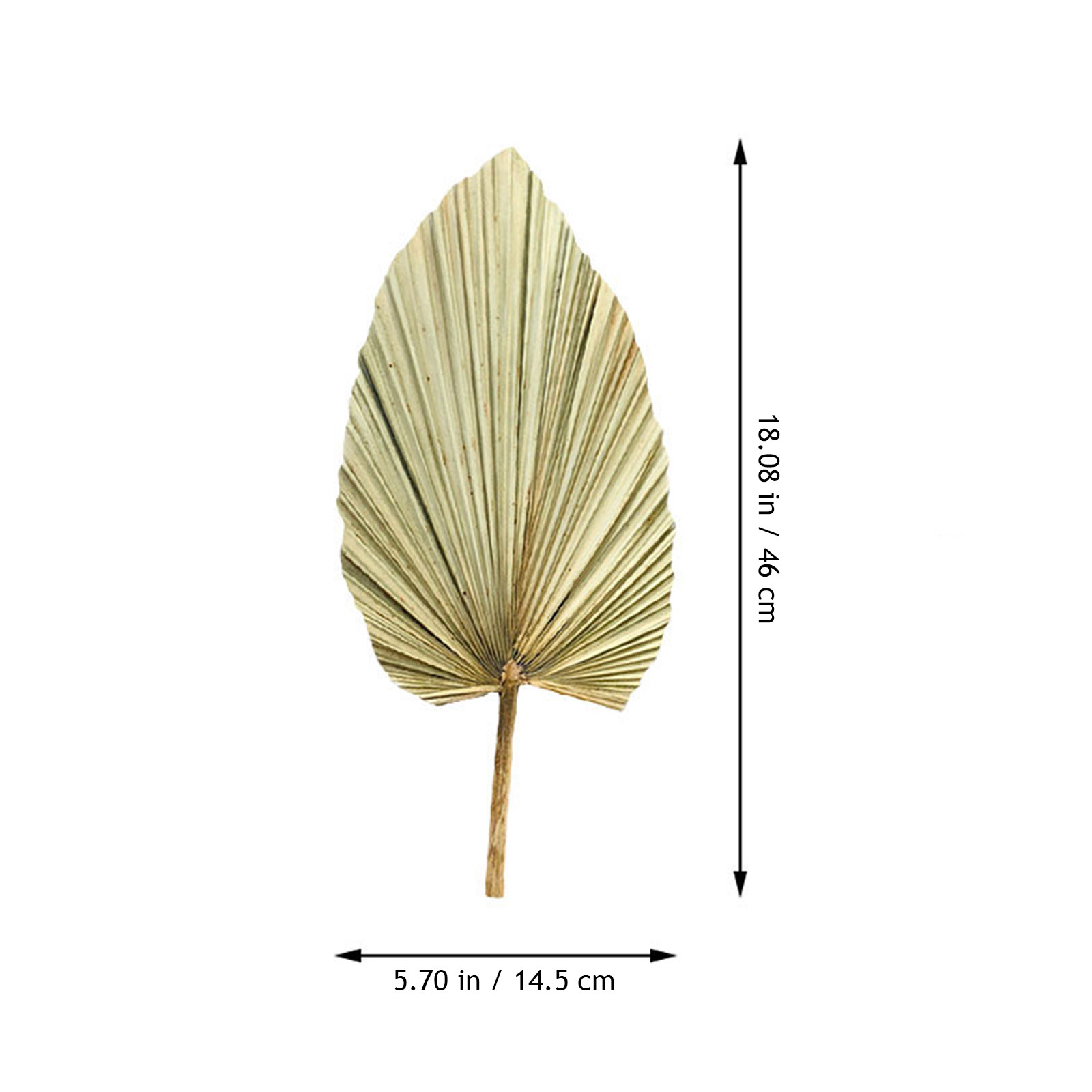 1 шт. Натуральный сушёный паль – обзор и цена Palm Leaf Dried