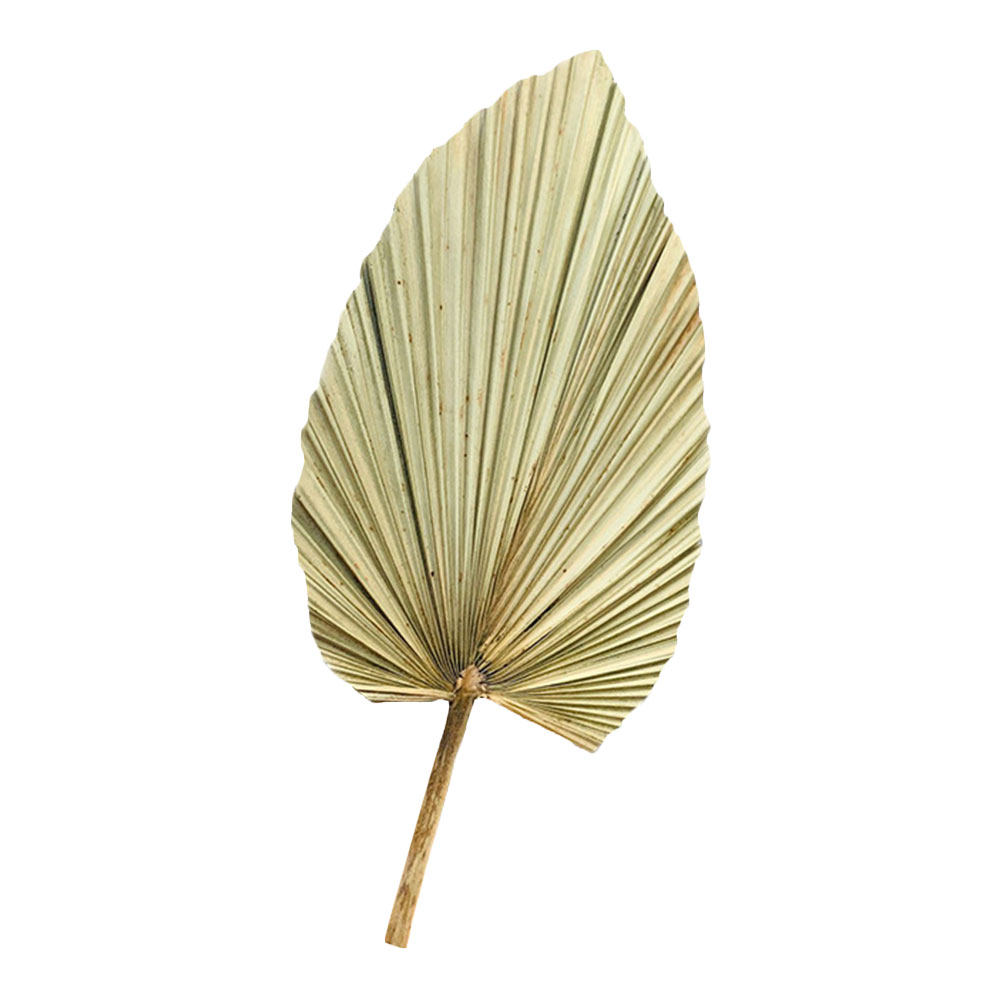 1 шт. Натуральный сушёный паль – обзор и цена Palm Leaf Dried