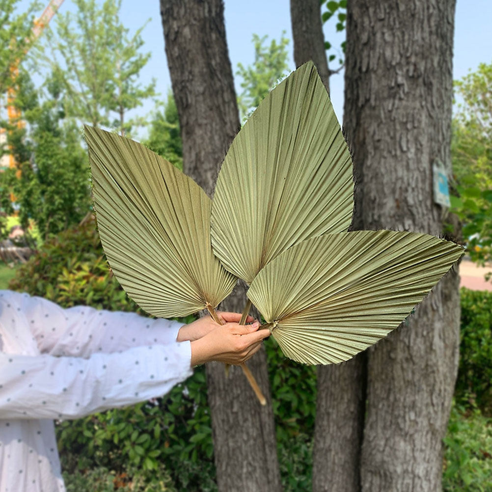 1 шт. Натуральный сушёный паль – обзор и цена Palm Leaf Dried
