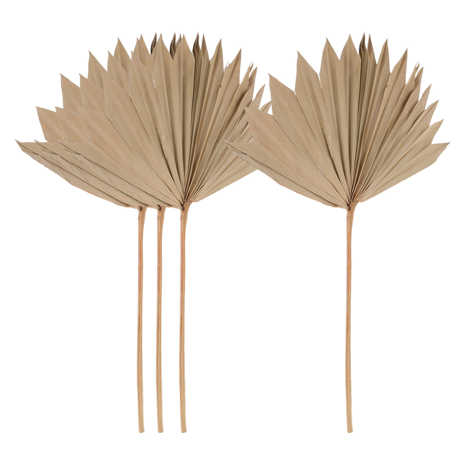 4 шт. декоративных сухих пальм – обзор и цена Palm Leaf Dried
